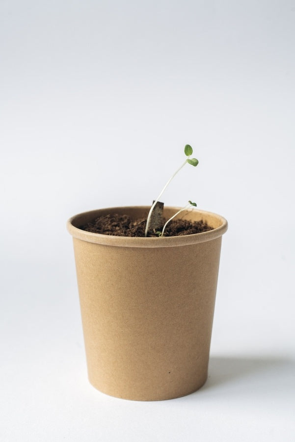 Christmas - Drink It, Plant It