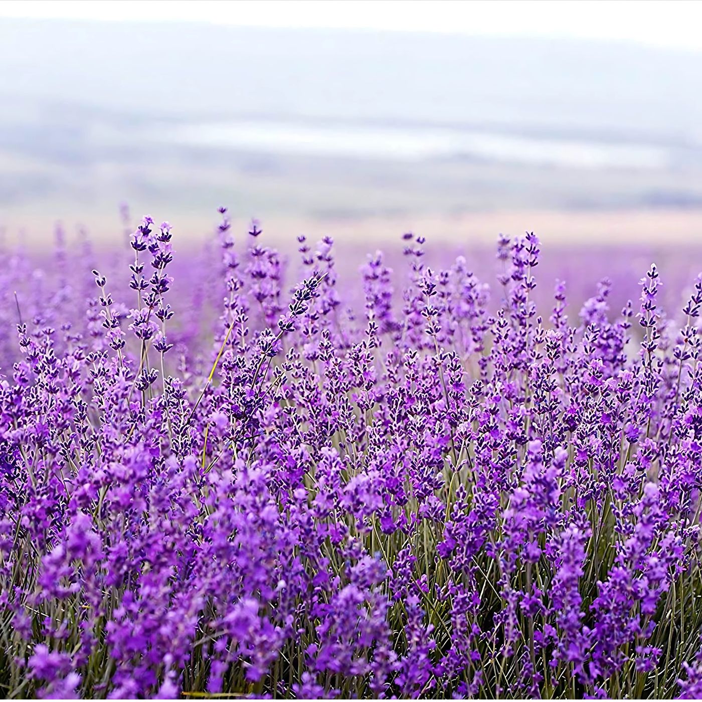 Maison Lavender Shower Gel