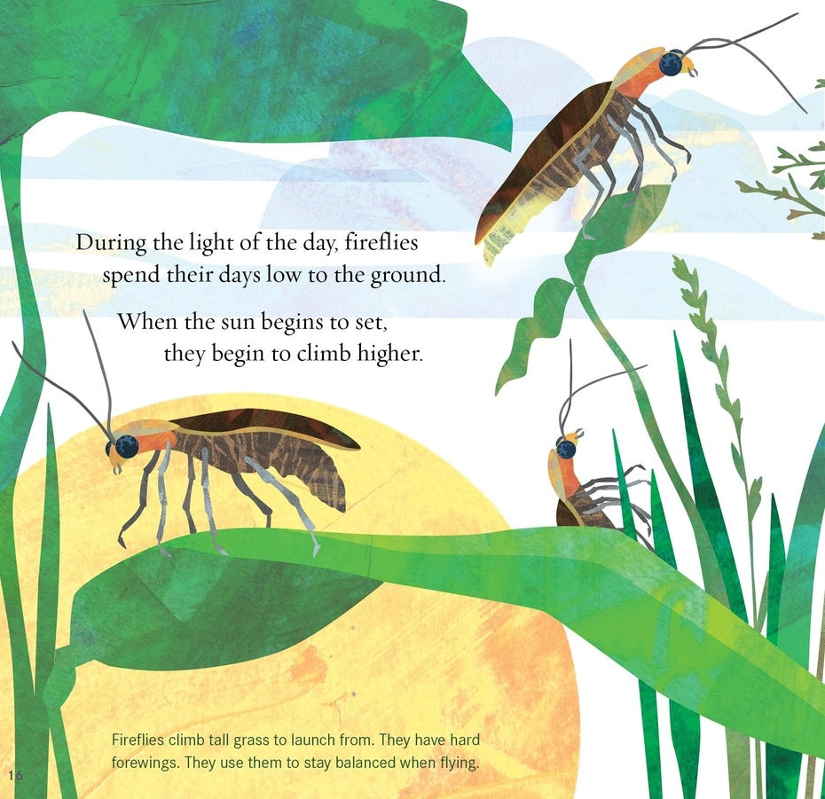 Light the Sky, Firefly! Picture book