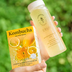 Korean lemon chrysanthemum kombucha drink