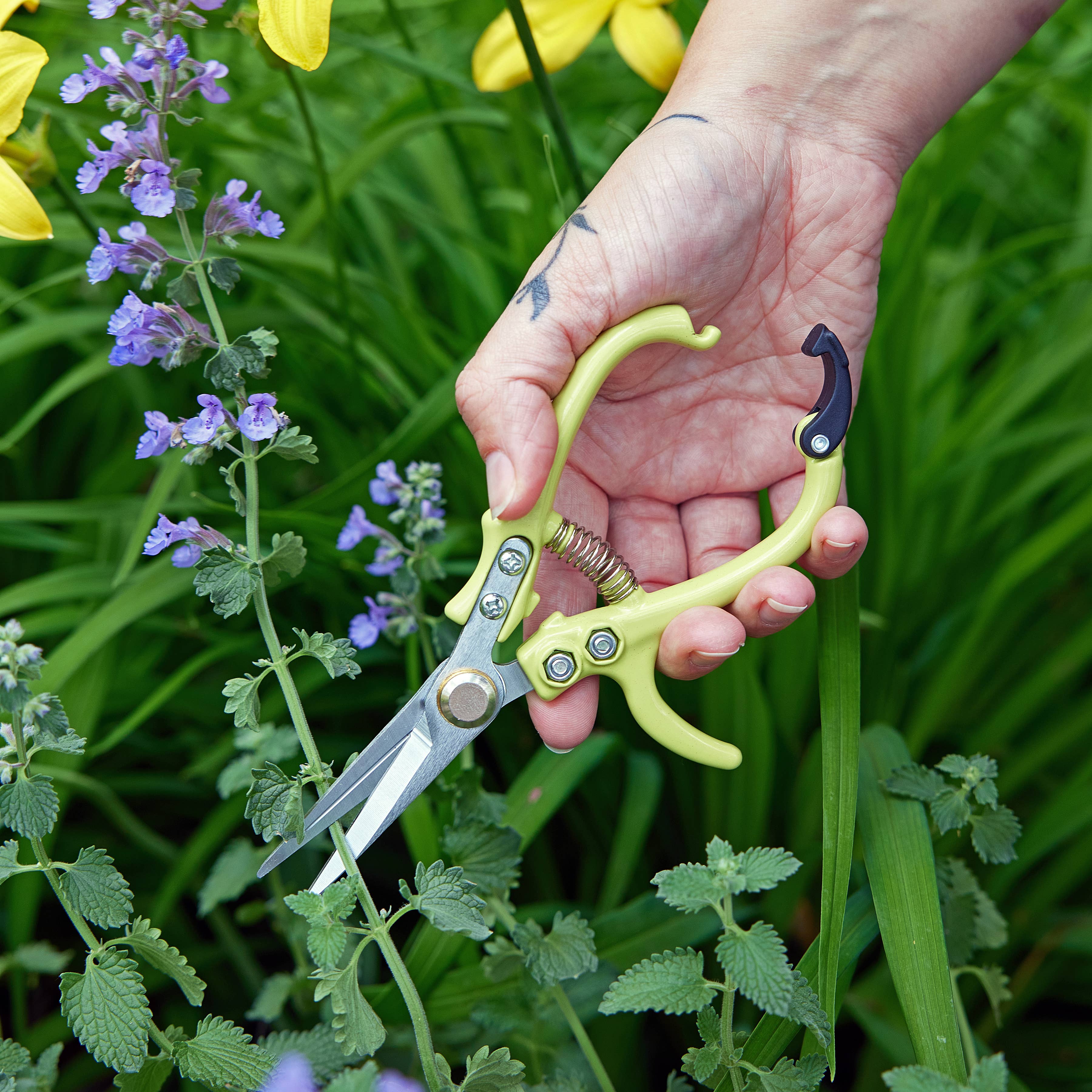 Garden scissors trimming outdoor plants