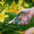Colorful gardening shears plants
