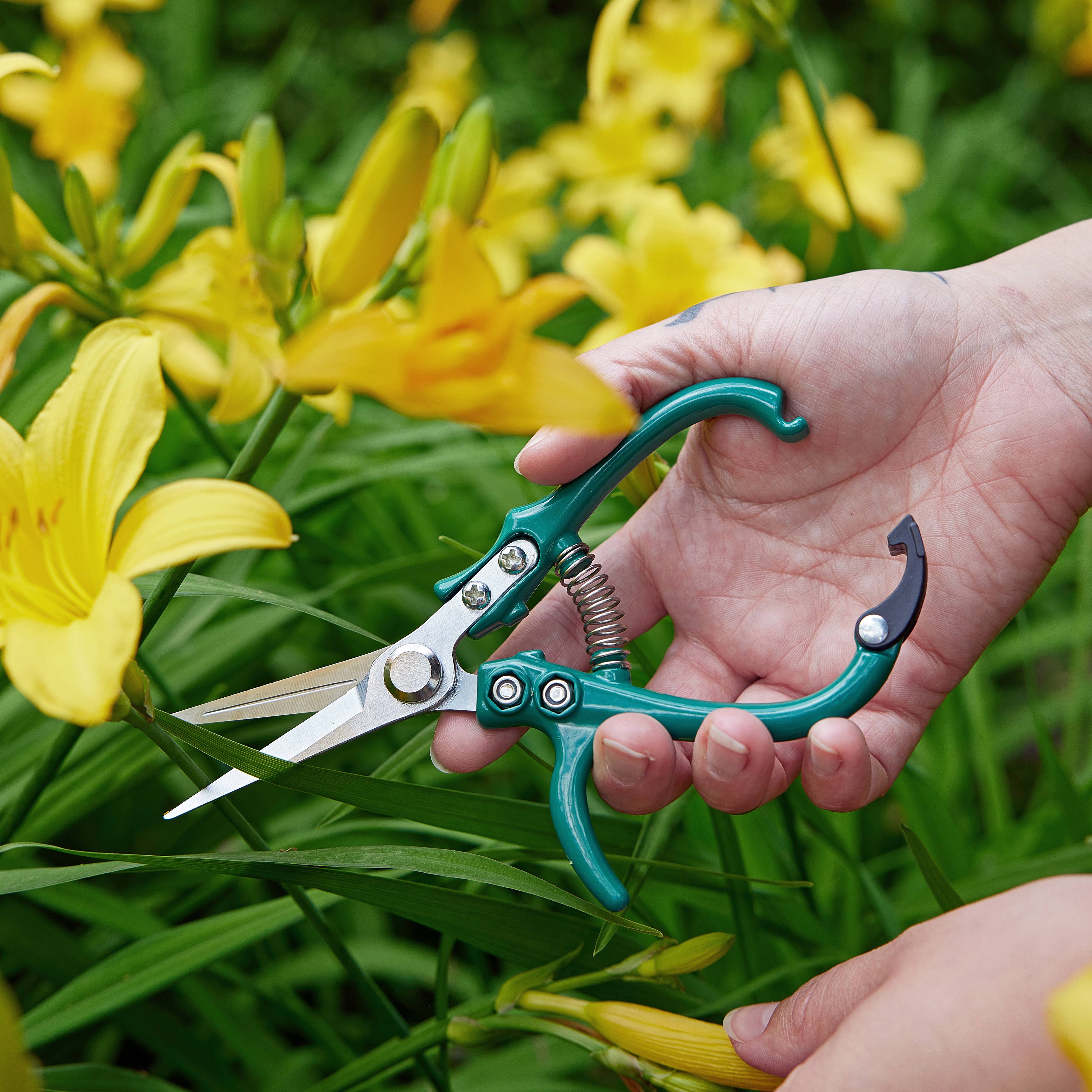 Colorful gardening shears plants