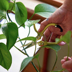 Garden scissors trimming plants