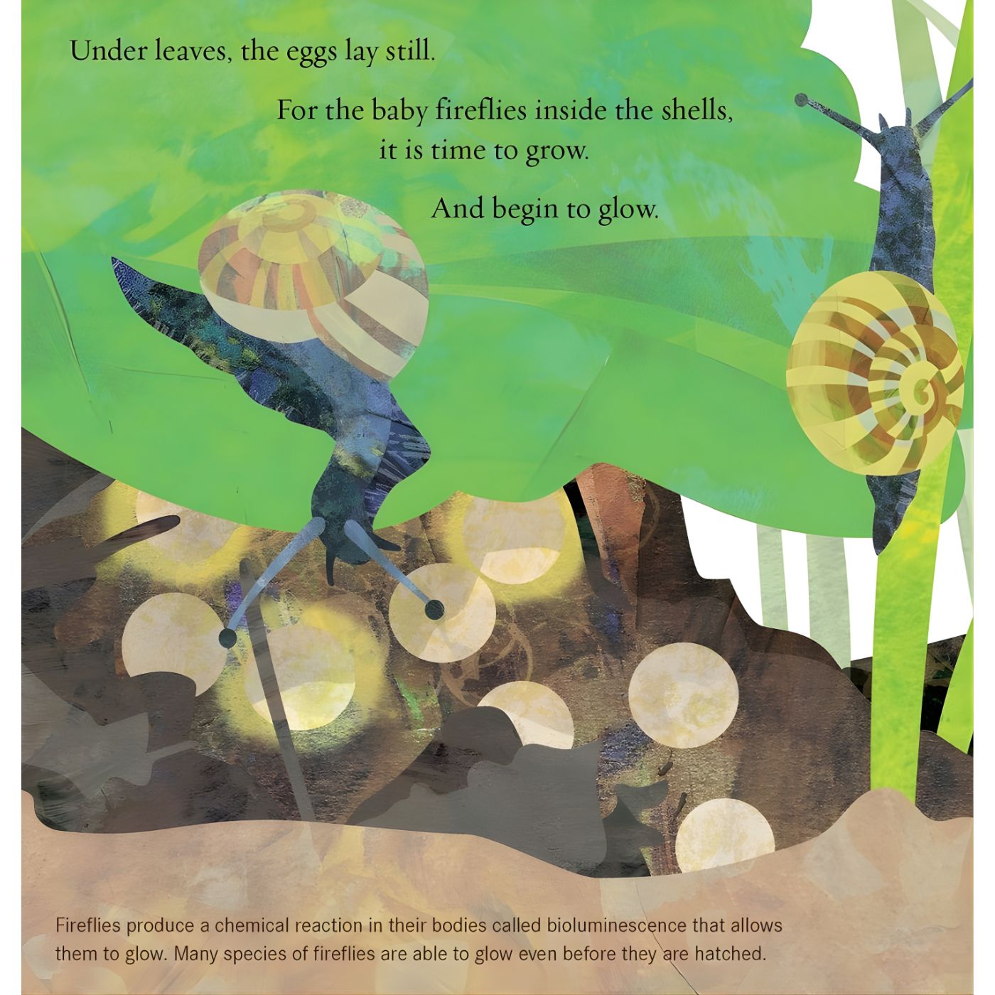 Light the Sky, Firefly! Picture book