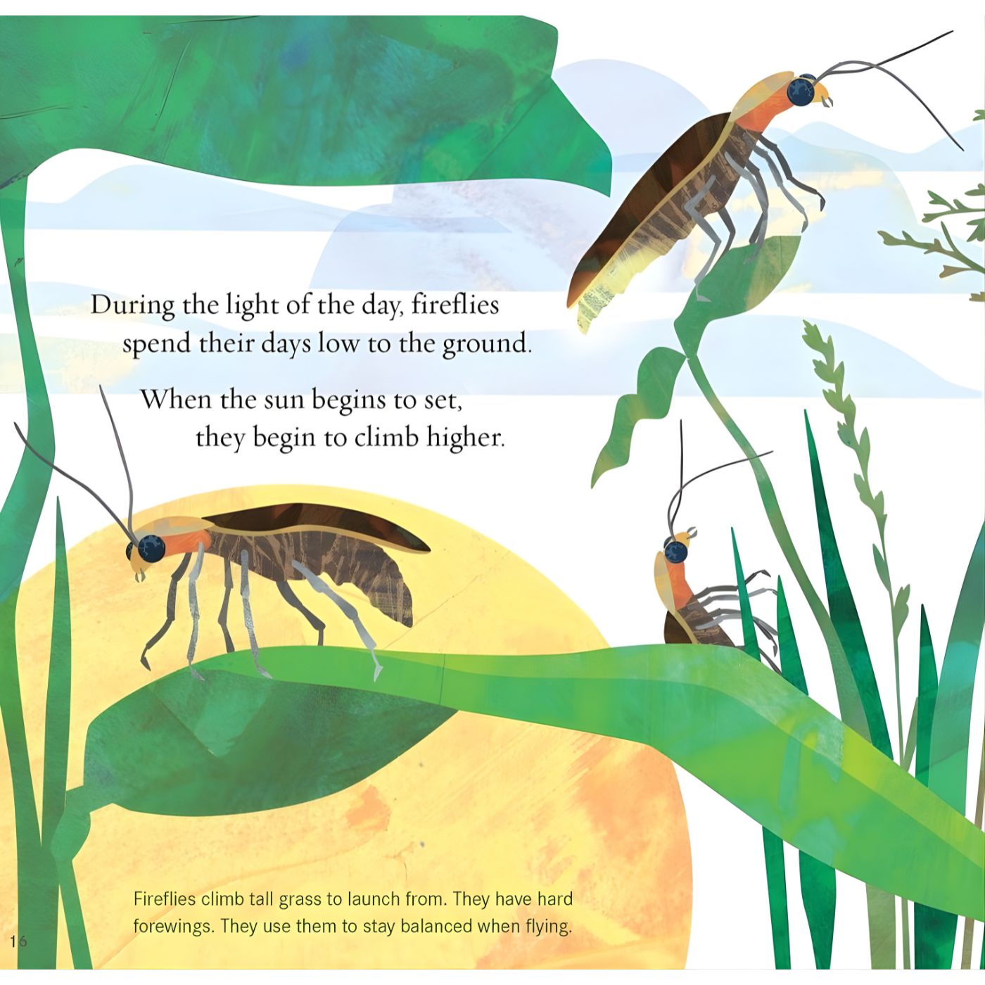 Light the Sky, Firefly! Picture book