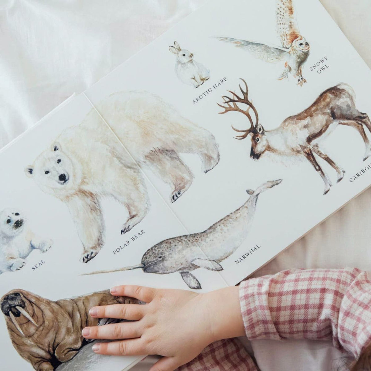 Baby board book featuring more than 100 illustrated animals