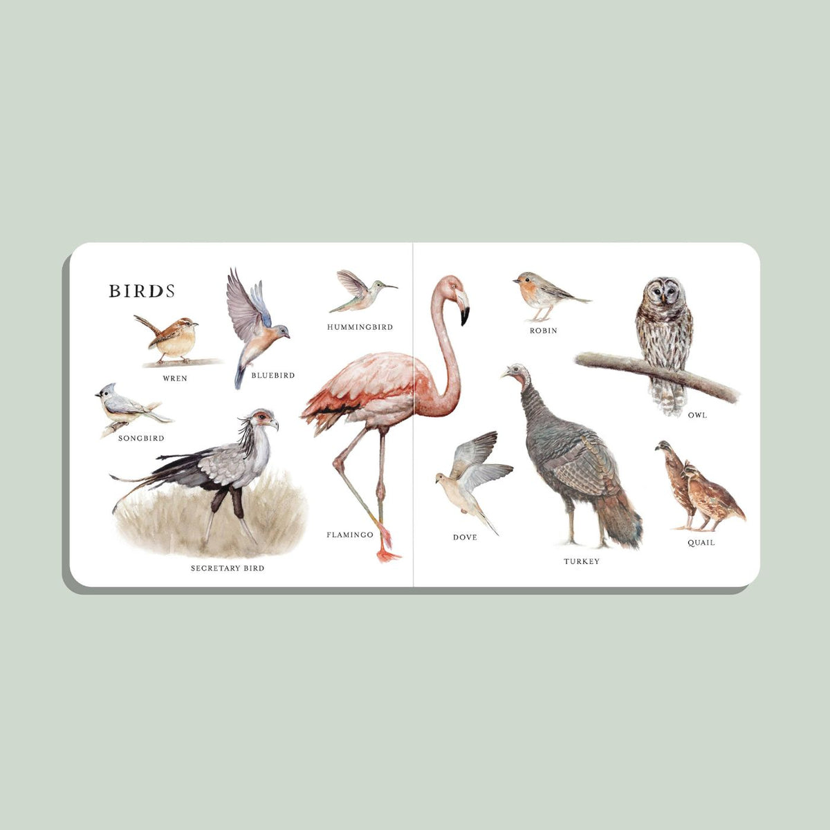 Large animal first words and seek-and-find board book for toddlers