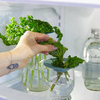 Fresh herb keeper ideal for cilantro, parsley, and asparagus