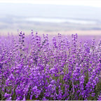 Pre de Provence Maison Lavender Shower Gel