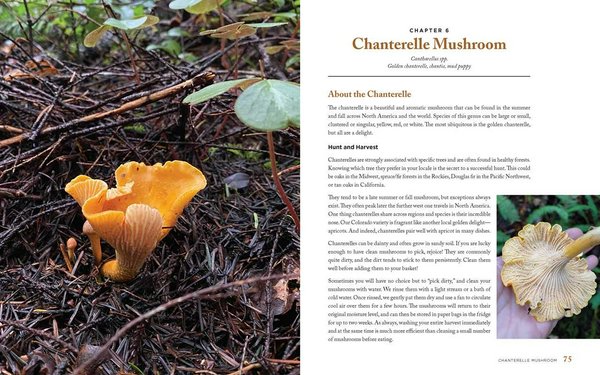 Wild Mushrooms4